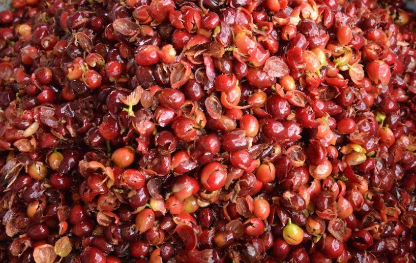 phơi trà vỏ cà phê tại nhà vườn