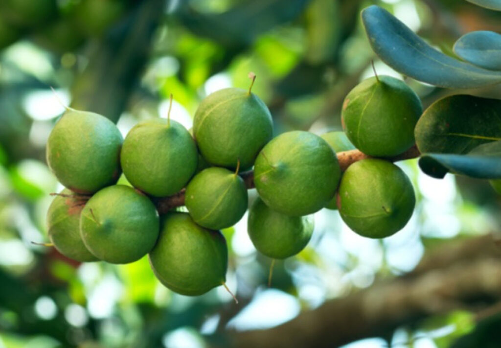 gia hat mac ca tuoi - kho hom nay bao nhieu 1kg - cap nhat moi ngay